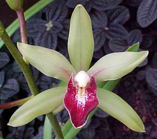Cymbidium Peter Pan Greensleeves HCC-AOS